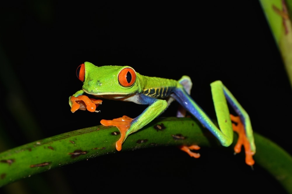Do Frogs Have Opposable Thumbs? Vet-Verified Facts & Anatomy
