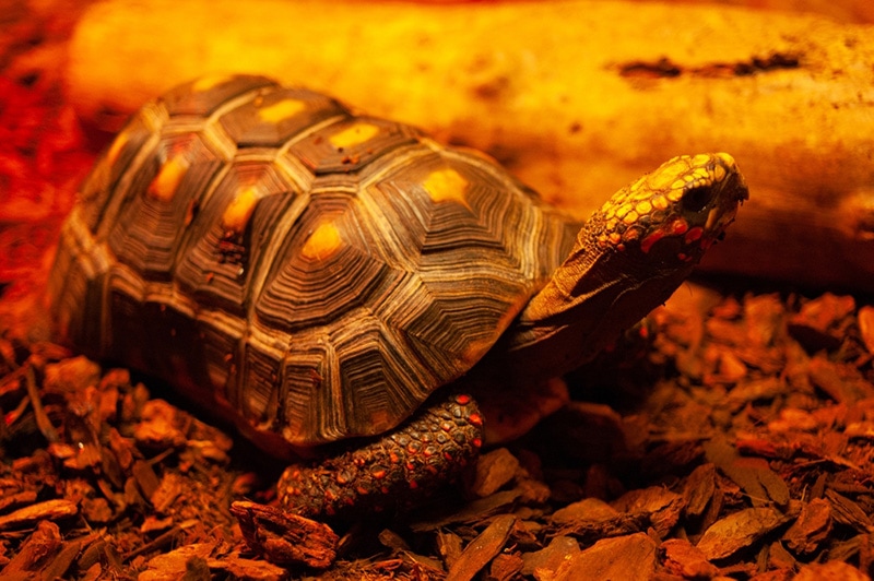 Red-footed tortoise close up