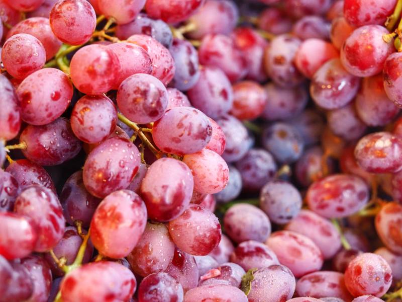 Are Dogs Allergic to Grapes? Vet Approved Facts & FAQs