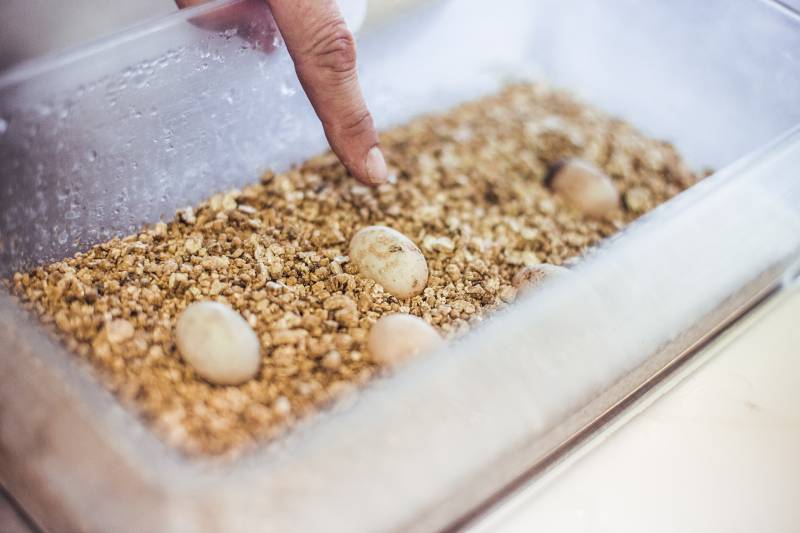 How to Incubate Turtle Eggs: Step-by-Step Guide