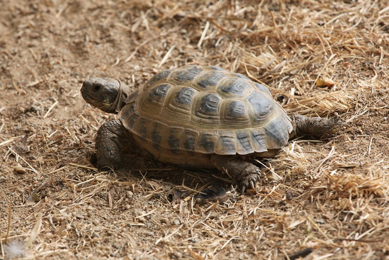 Russian tortoise