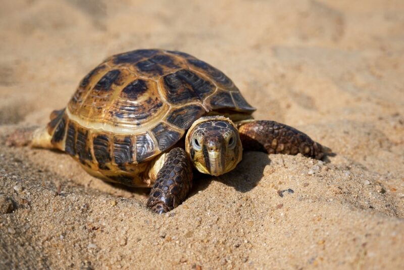 Russian turtle on the sand