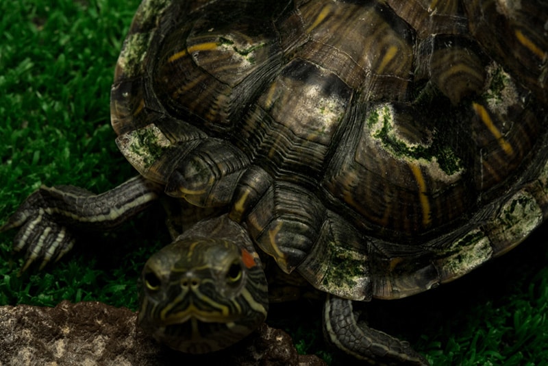 Can You Get Salmonella From Turtles? Vet-Approved Facts & FAQ