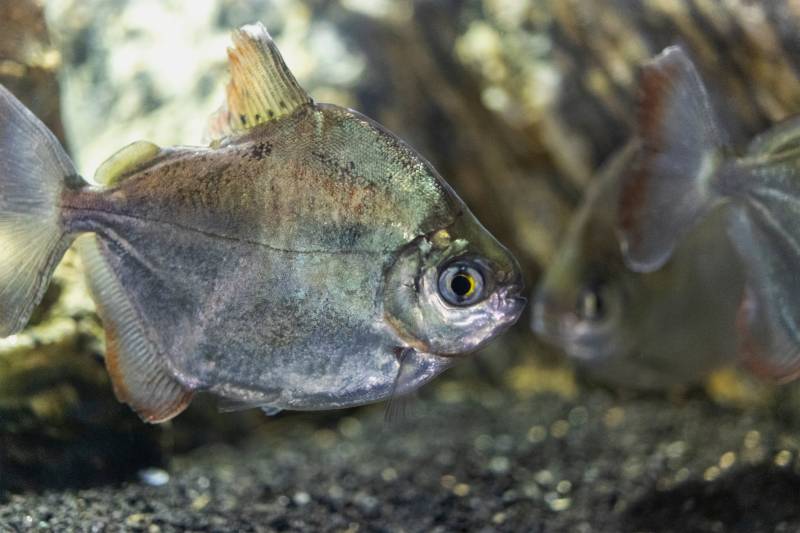 11 Tank Mates for Silver Dollar Fish (With Pictures)
