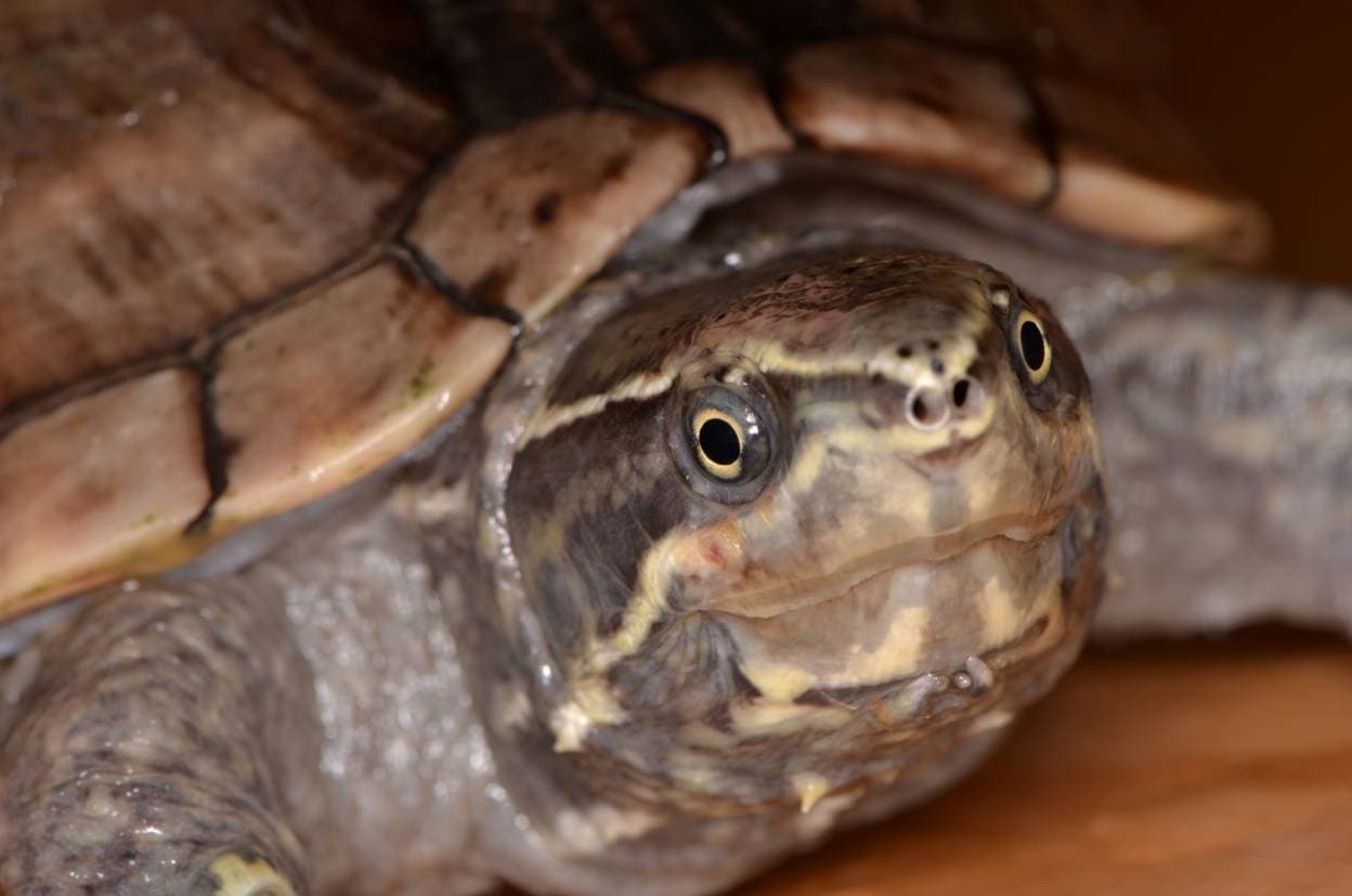 Common Musk Turtle: Pictures, Facts, Diet & Care Guide