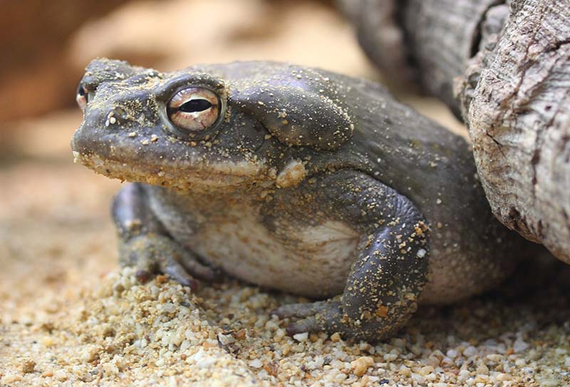 Sonoran Desert toad