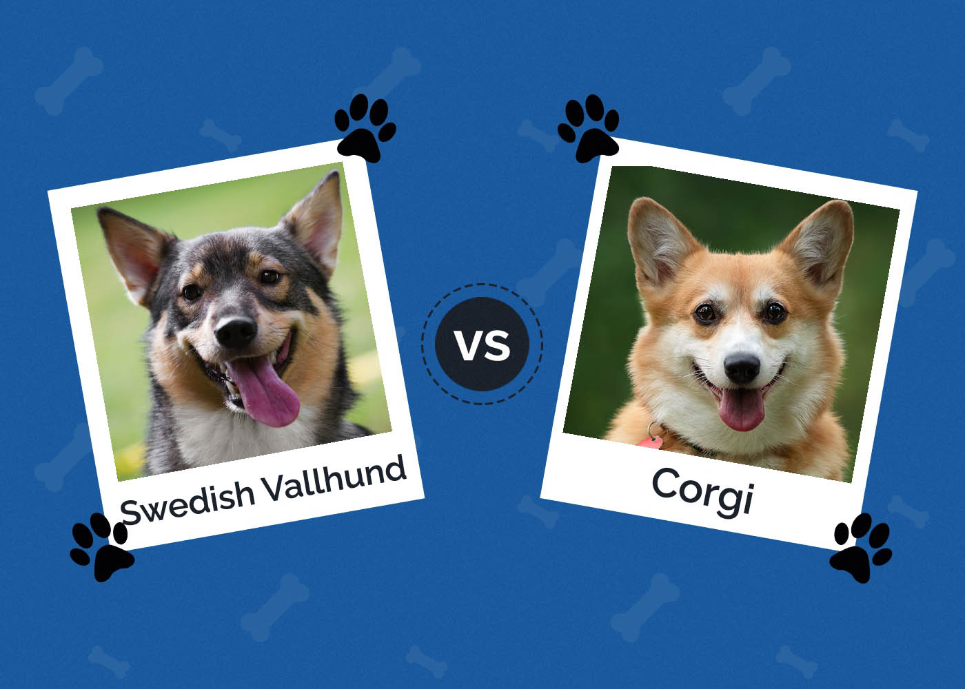 Swedish Vallhund vs. Corgi: What Are the Differences (With Pictures)