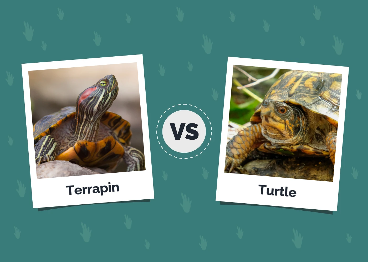 Terrapin vs Turtle: Differences & Comparison (With Pictures)
