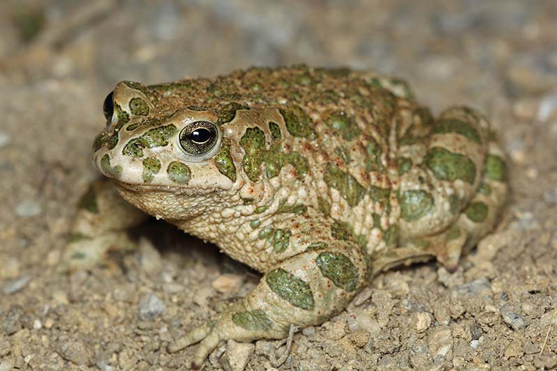 Why Do Toads Pee on You? Facts & FAQ