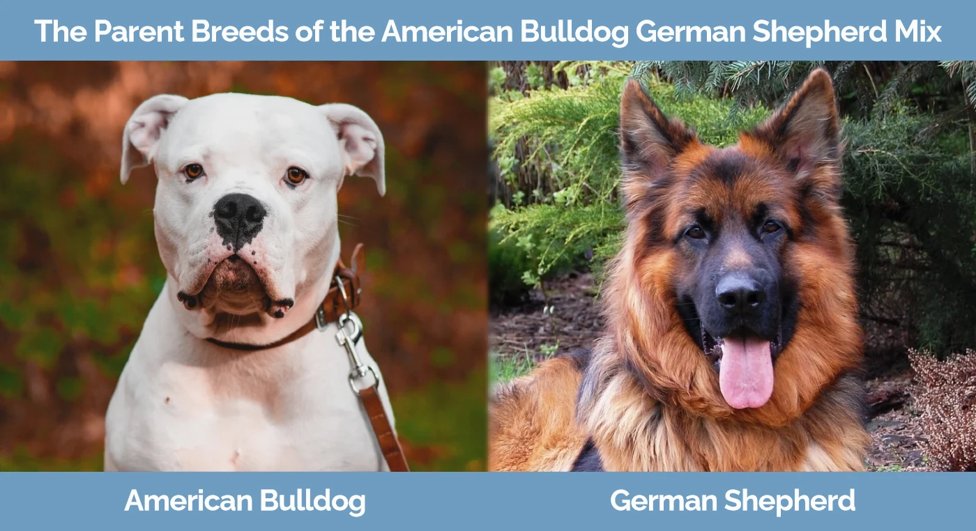 The parent breeds of the American Bulldog German Shepherd Mix