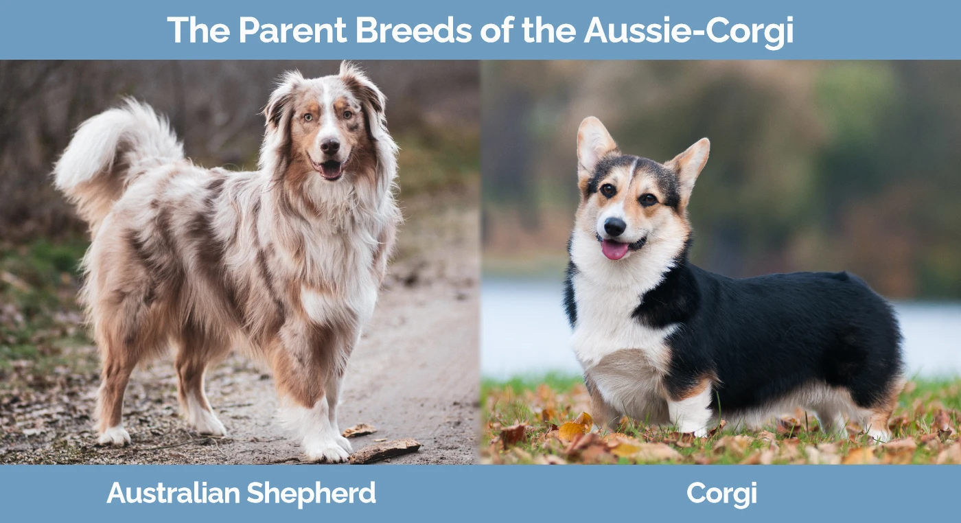 The parent breeds of the Aussie-Corgi