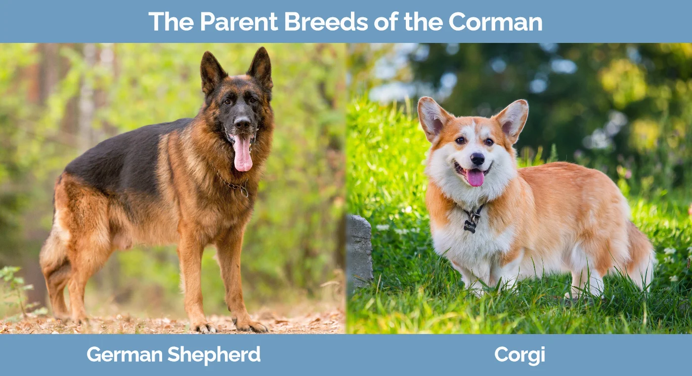 The parent breeds of the Corman