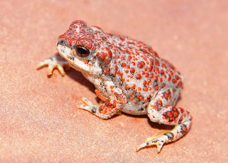 Are Toads Poisonous to Humans? Vet-Approved Safety Facts & FAQ
