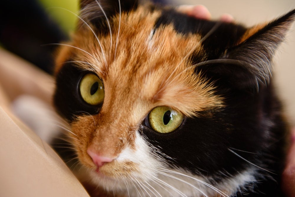 Can Cats See Ghosts? Feline Visual & Auditory Abilities Examined