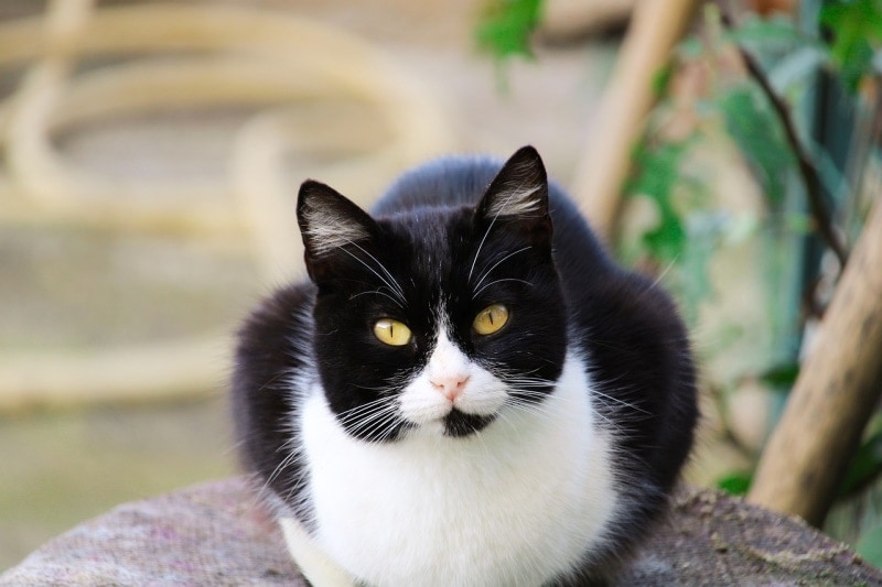 Tuxedo Cat Price: How Much They Cost in 2026