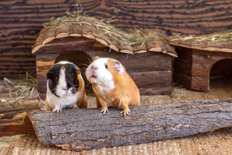 Do Guinea Pigs Have Tails? Facts & FAQ