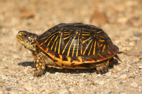 How Big Do Box Turtles Get? Size & Growth Chart
