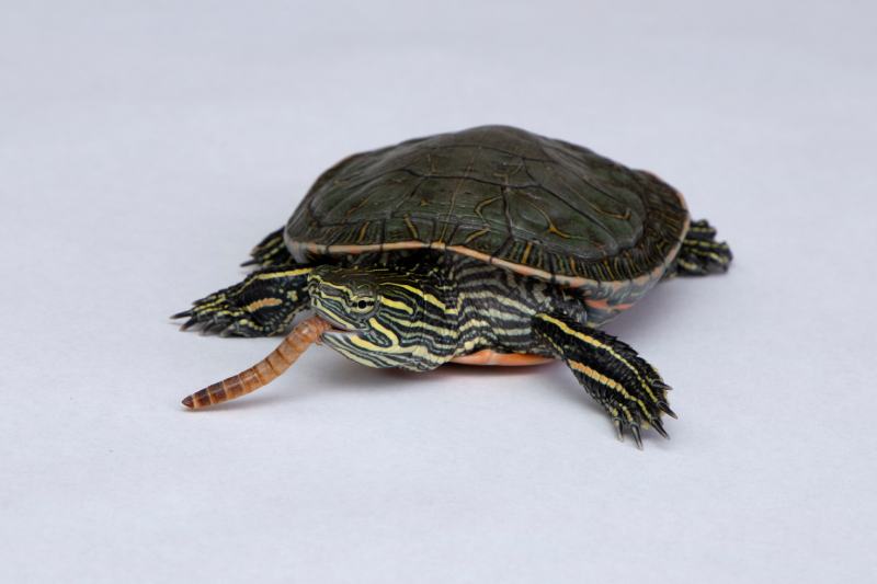 Western Painted Turtle: Pictures, Facts, Diet & Care Guide