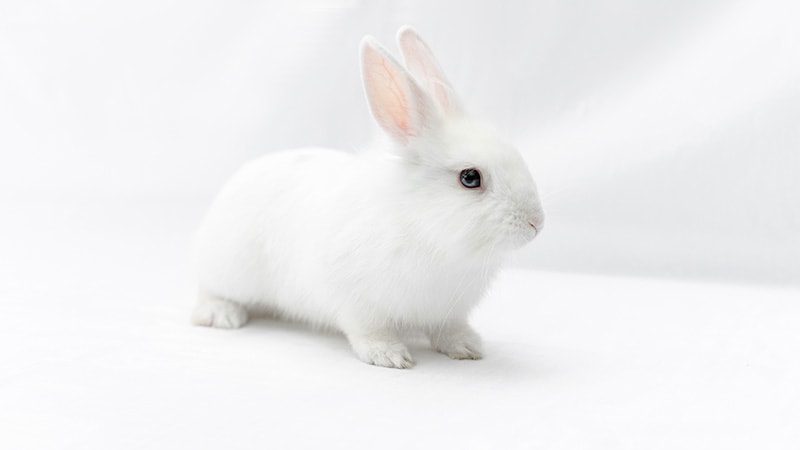 Hulstlander Rabbit: Pictures, Care Guide, Lifespan, & Traits