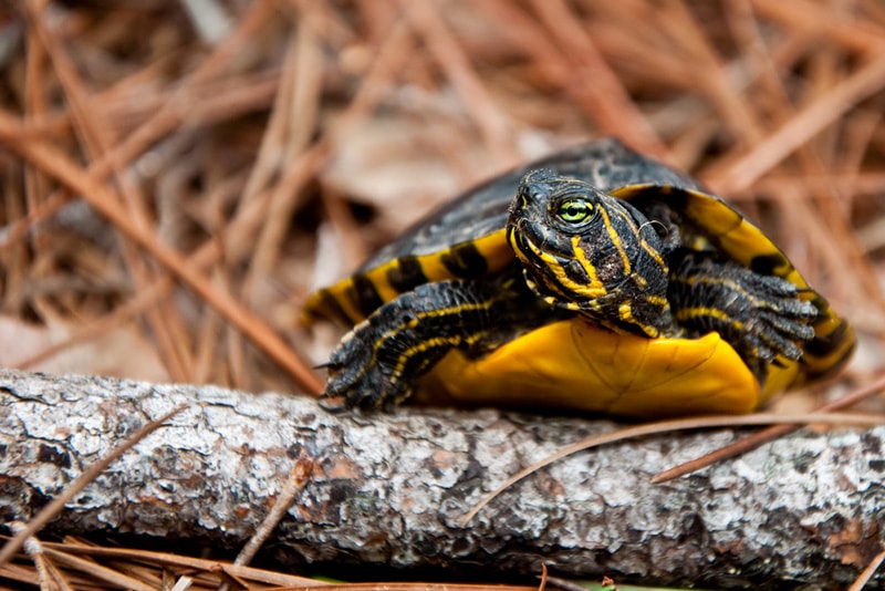 Yellow-Bellied Slider Turtle: Pictures, Facts, Diet & Care Guide