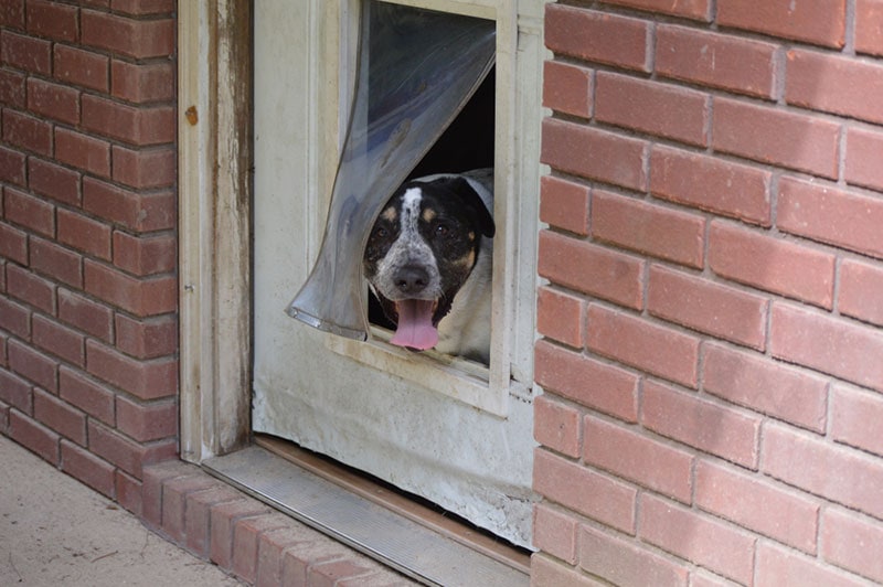 Why Is My Dog Scared to Go Outside? Vet-Reviewed Reasons & How to Help