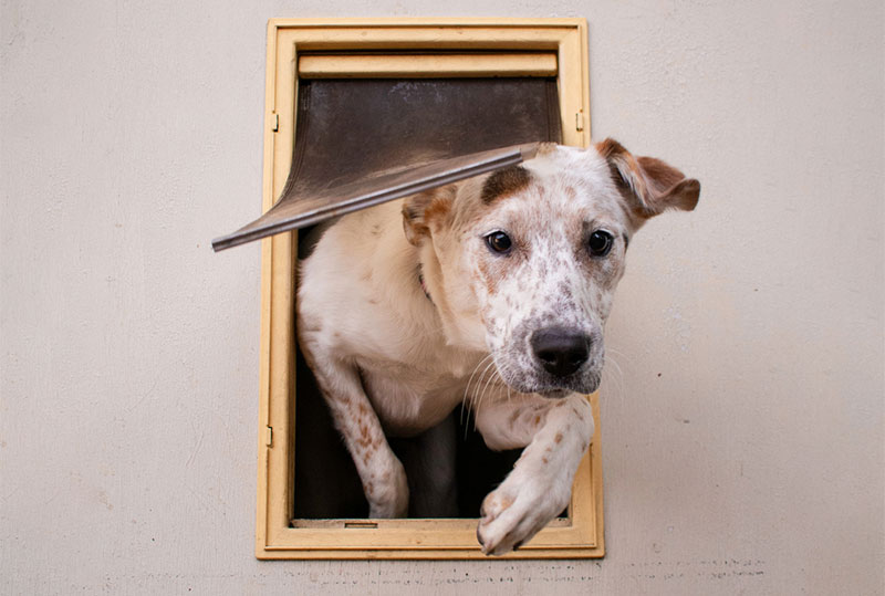 What Size Dog Door Do I Need? Facts, Tips & FAQ