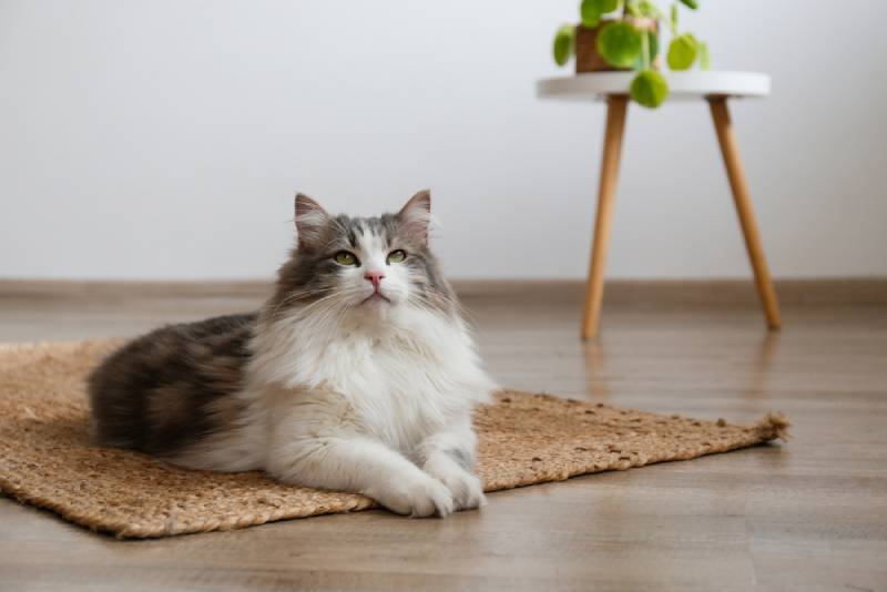 17 Most Beautiful Cat Breeds (With Info & Pictures)