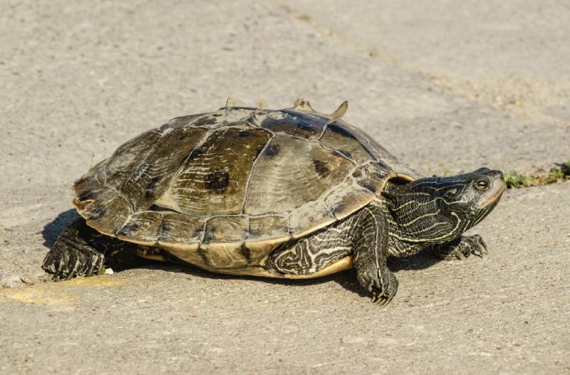 Mississippi Map Turtle: Facts, Pictures, Diet & Care Guide