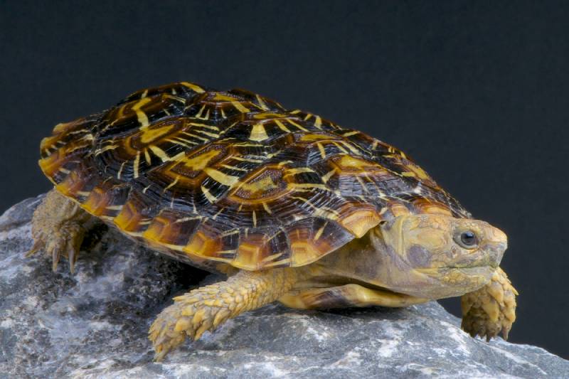 Pancake Tortoise: Pictures, Facts, Diet & Care Guide