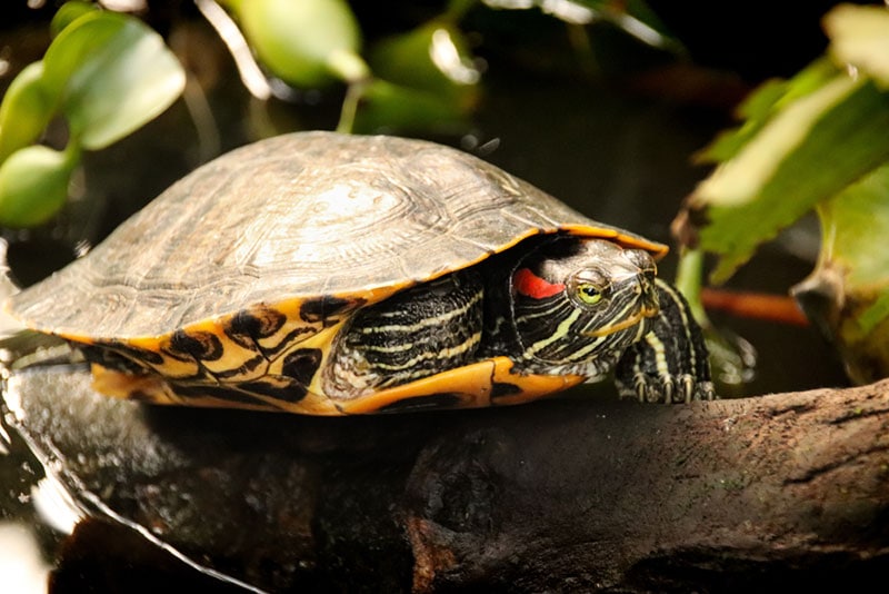 Are Turtles Born With Shells? Anatomy, Timeline & FAQ