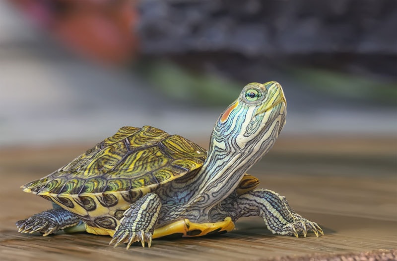 Do Turtles Have Ears? Vet Reviewed Issues & Care Guide