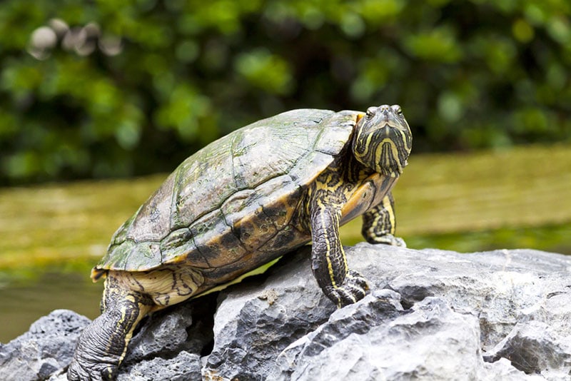 What Do Turtles Eat? Vet Approved Nutrition Guide