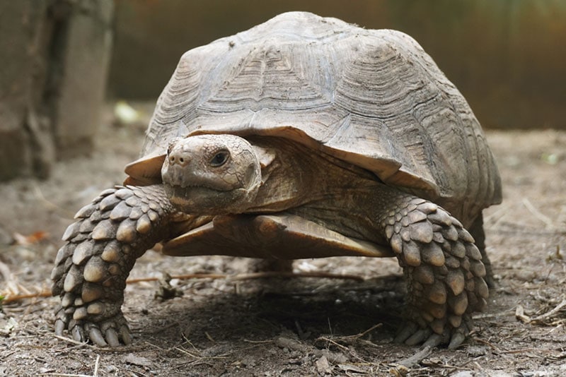 a young african spurred tortoise in the garden