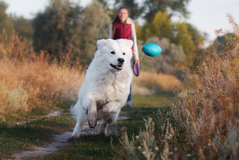 abruzzese mastiff dog running and playing toys with owner