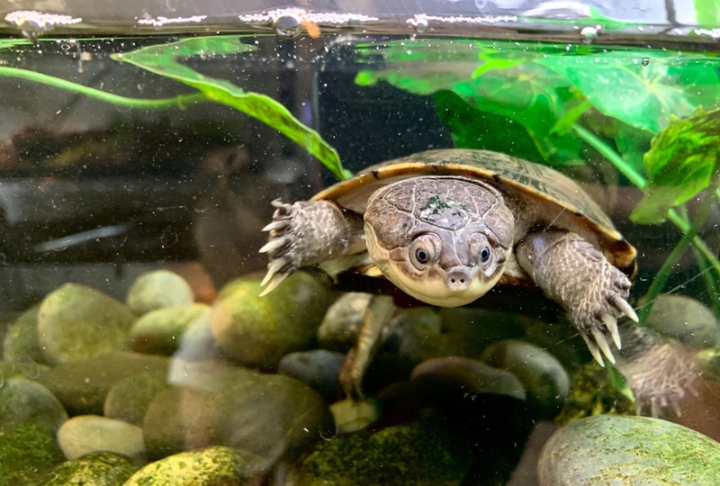 How Big Do African Sideneck Turtles Get? Average Size & Growth Chart