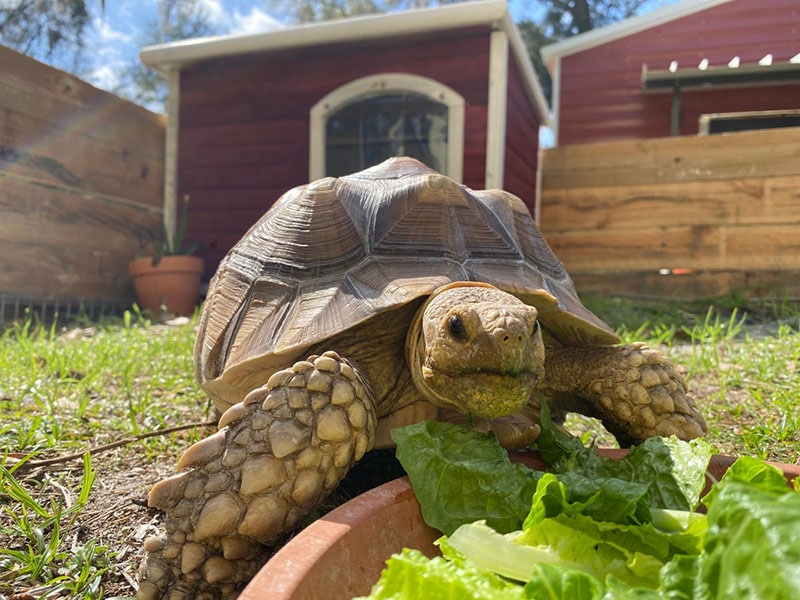 african spurred tortoise eating lettuce