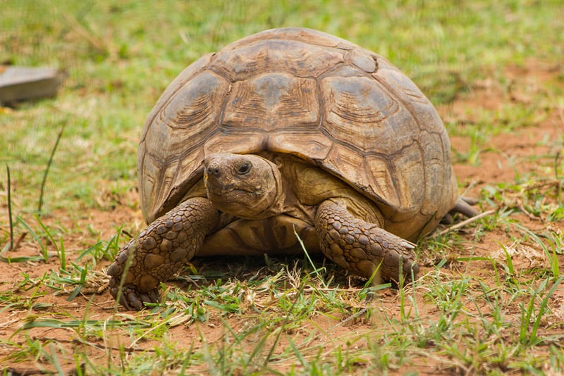 african spurred tortoise resting on the ground