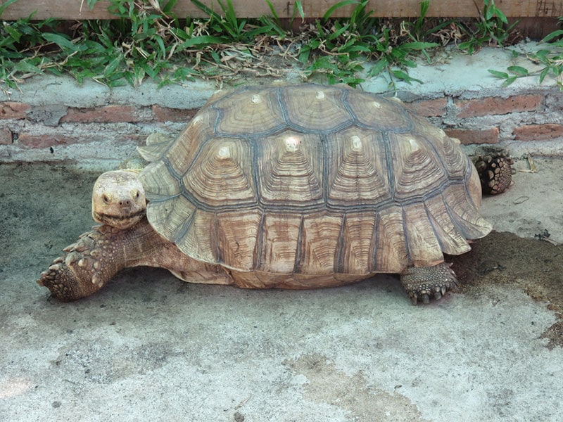 african spurred tortoise walking in the garden