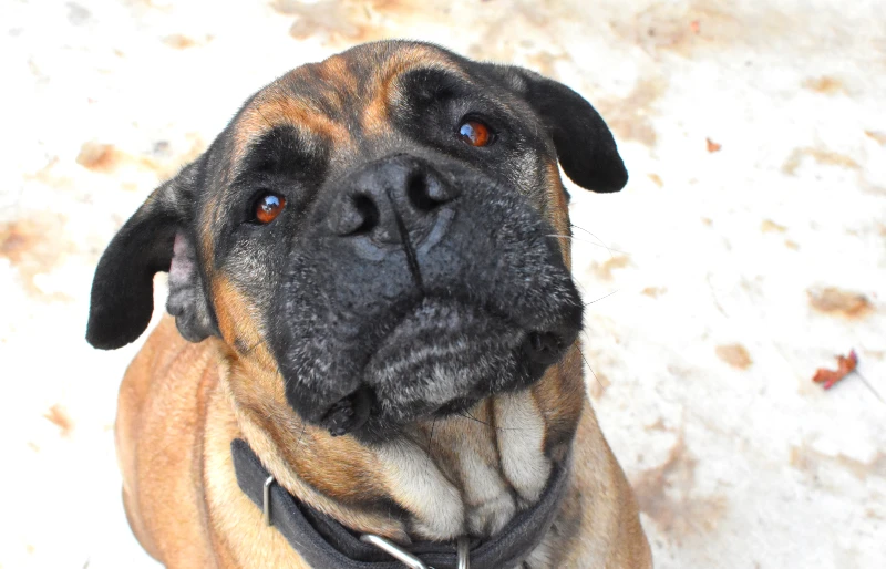 American Mastiff: Info, Pictures, Care Guide, Temperament & Traits