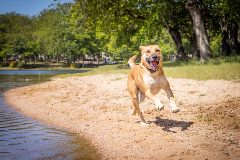 black mouth cur dog running on the beach