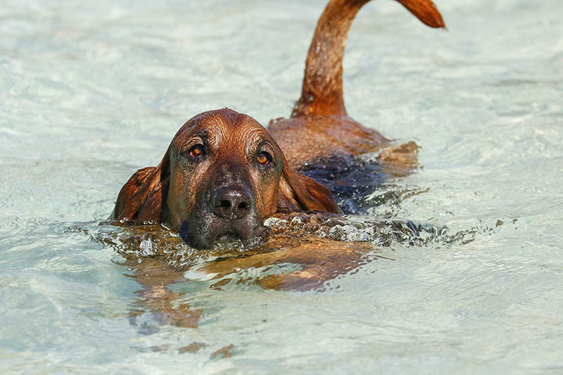 Bloodhound Basset Mix: Info, Pictures, Care Guide & Traits