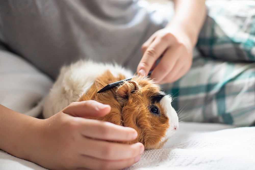 Are Guinea Pigs Hypoallergenic? Facts & Tips to Reduce Symptoms