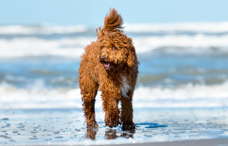 12 Interesting & Cool Irish Doodle Facts