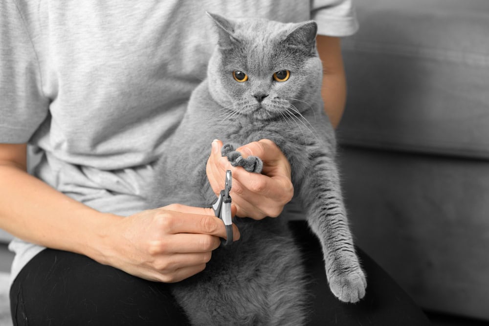 How to Trim Cat Nails in 5 Simple Steps: Vet-Approved Tips & Alternatives