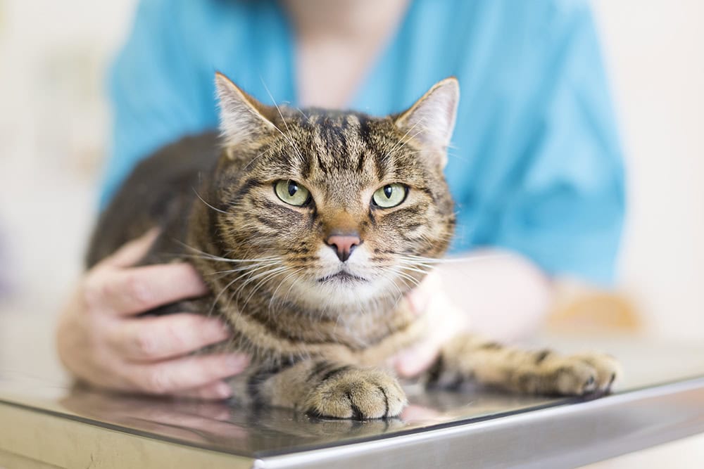 Brain Tumors in Cats: Signs, Causes & Treatment (Vet Answer)