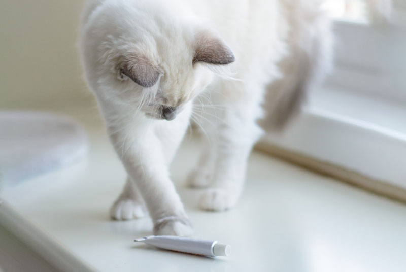 Is Neosporin Safe for Cats? Vet-Approved Signs & Dangers