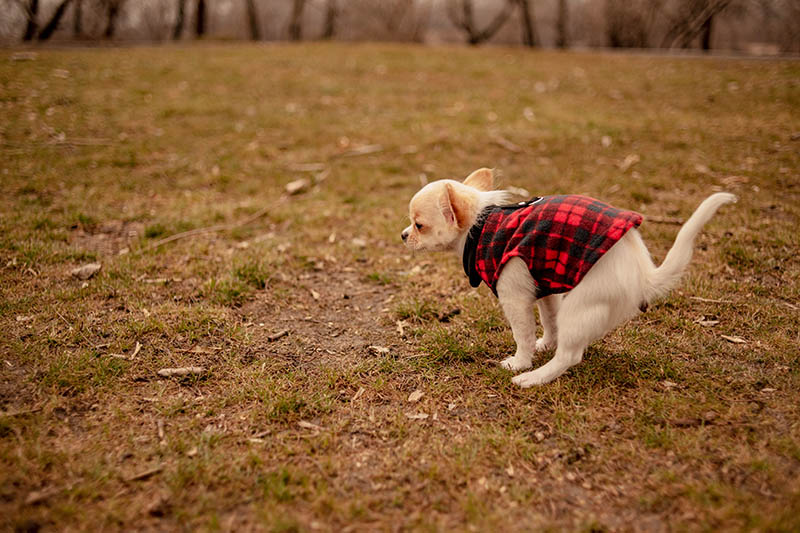 Mucus in Dog Poop: Causes & Care Guide (Vet Answer)