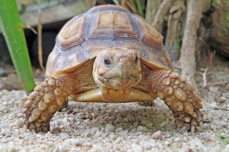 close up of african spurred tortoise resting in the garden