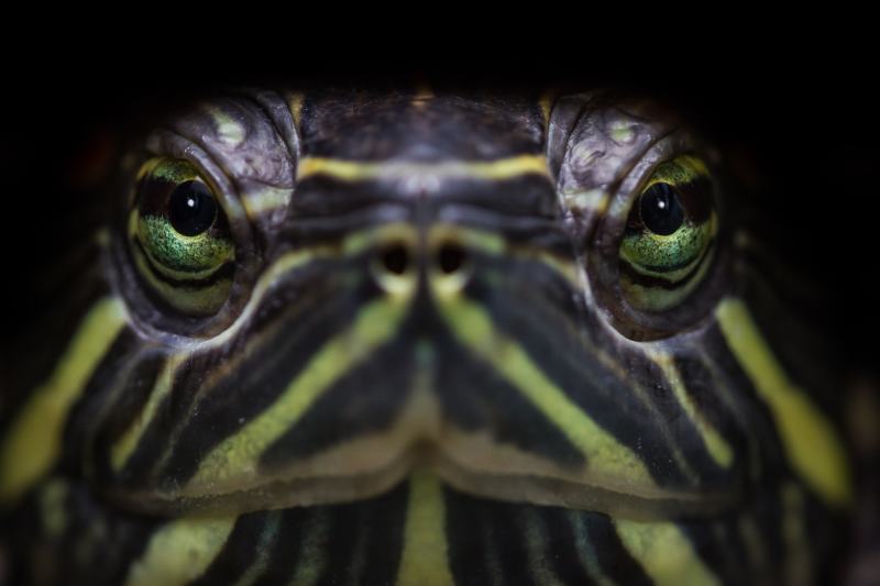 Can Turtles See in the Dark? Anatomy, Facts, & FAQ