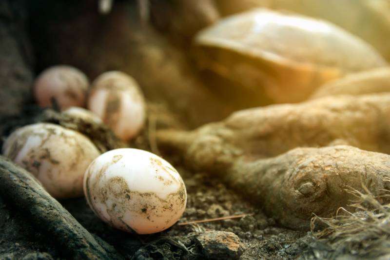 How Many Eggs Does a Turtle Lay at a Time? Vet-Approved Breeding Facts